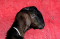 Pregnant goat dies after 8 men gang-rape it in Haryana